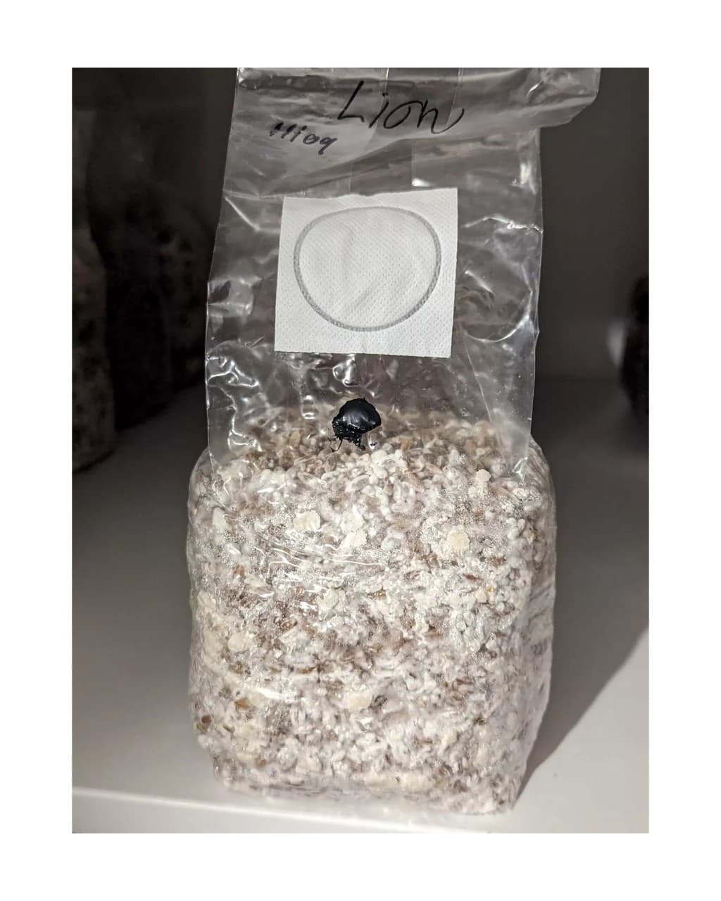 Mushroom grain spawn colonised