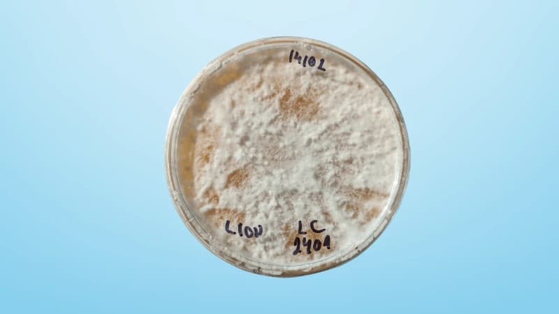 Lion’s Mane Agar Plate Clone