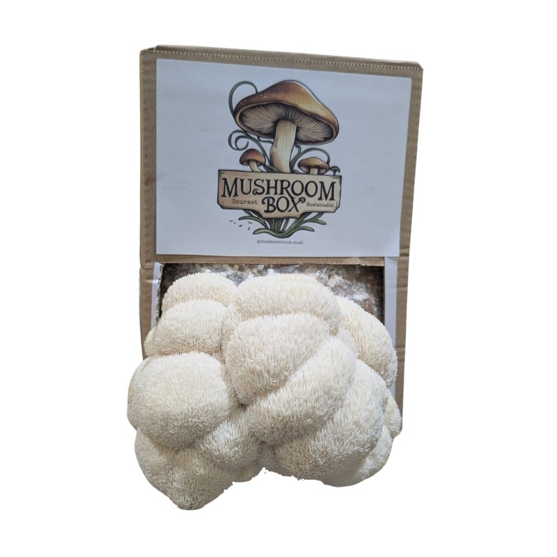 Premium vegan-friendly Lion's Mane mushroom grow kit - the perfect sustainable gift