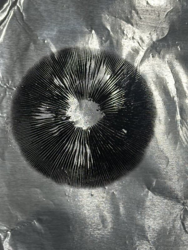 Learn how to clone mushroom spores with a DIY spore stamp.