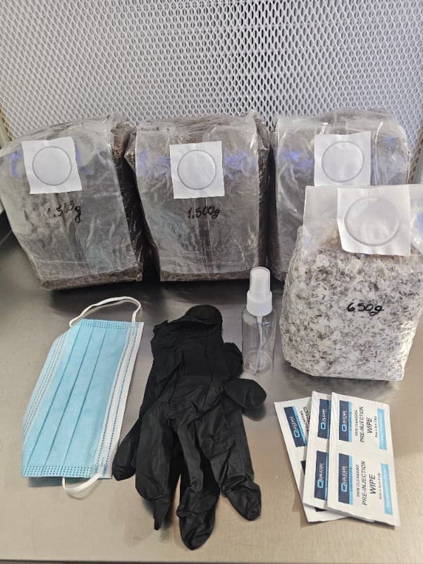 DIY Mushroom Growing Kit UK – Grow Lion’s Mane & Oyster Mushrooms at Home