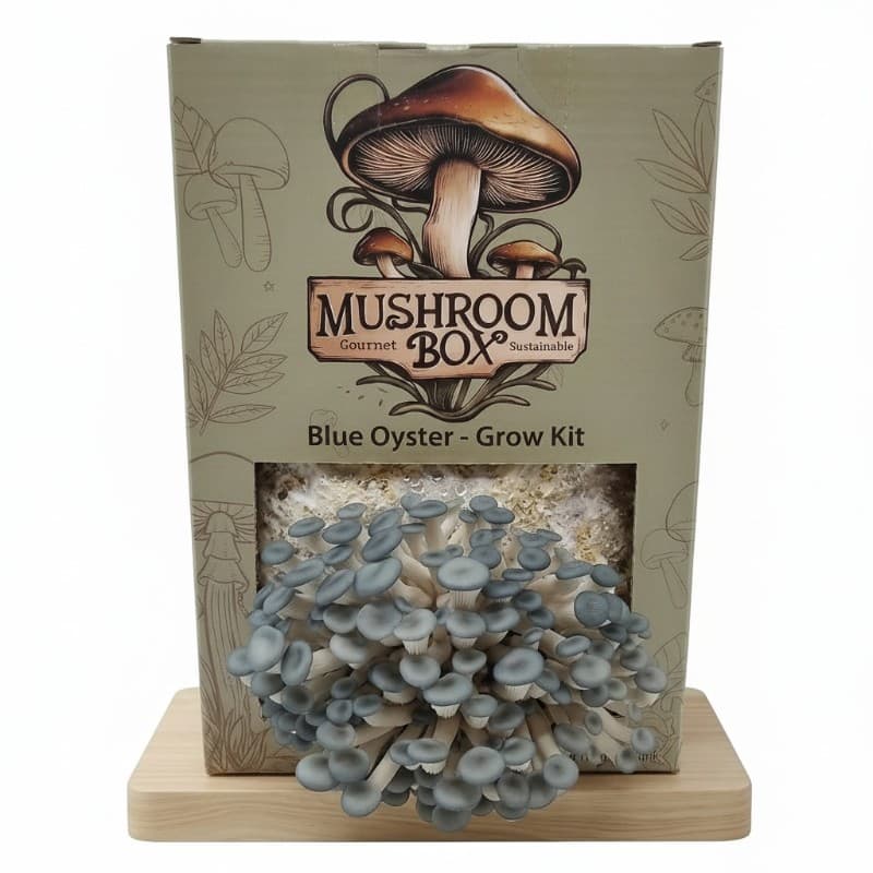 Blue Oyster Grow Kit - Image 1
