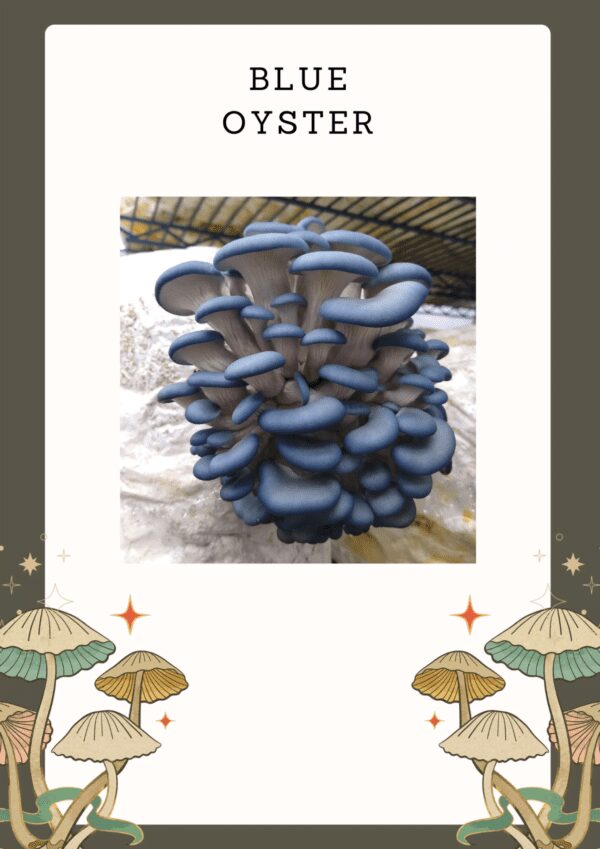 Blue Oyster