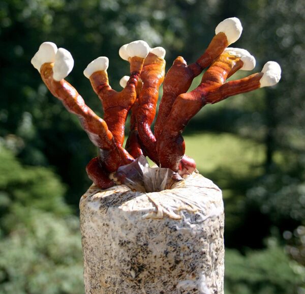 Reishi Mushroom Growing Kit