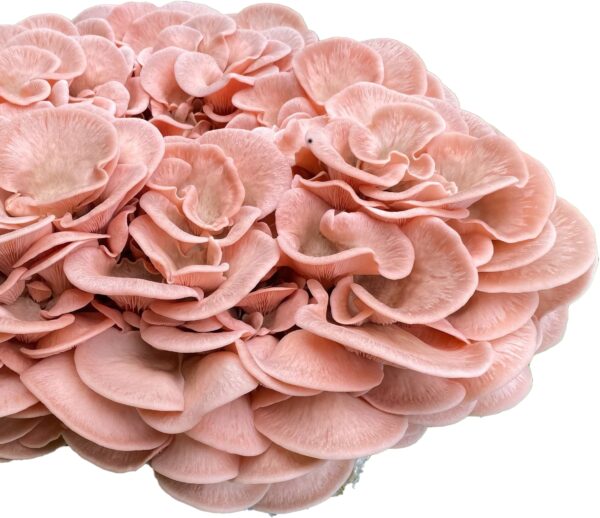 Pink Oyster Mushroom Grow Kit