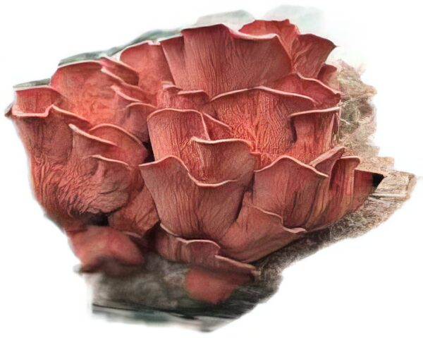 Pink Oyster Mushroom Grow Kit