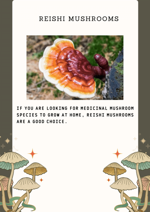 Reishi