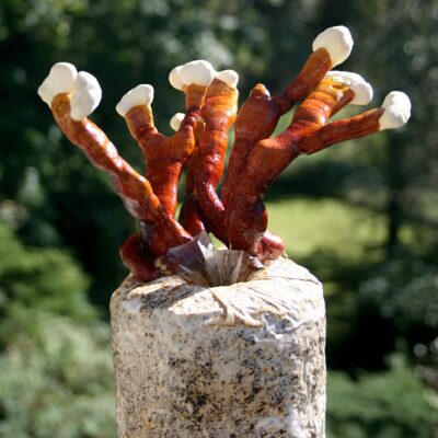 Reishi Mushroom Growing Kit