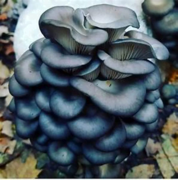 Blue Oyster Mushroom Grow Kit