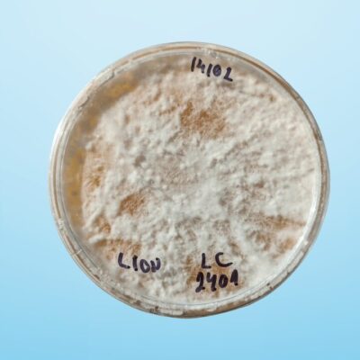 Lions Mane Mushroom Agar Plate Clone Culture